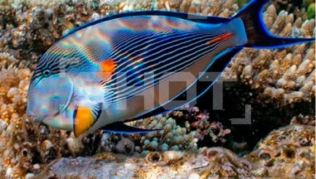 Misirdə "cərrah balıq" istirahət zamanı rusiyalı qadının ayağını kəsdi