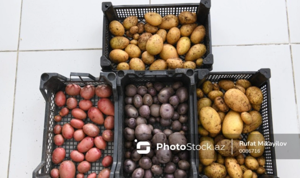 Azərbaycanın kartof ixracı 43 faizdən çox artıb - Bəs yerli bazarda vəziyyət necədir?
