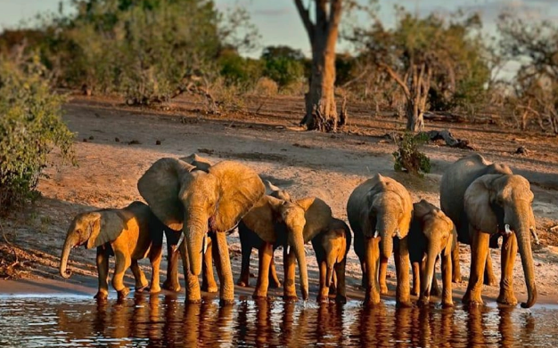 Afrika ölkəsi Almaniyanı 40 min fillə hədələdi