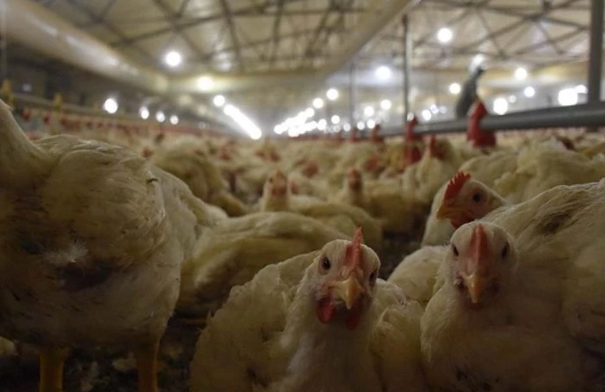 Türkiyə toyuq ixracını dayandırır