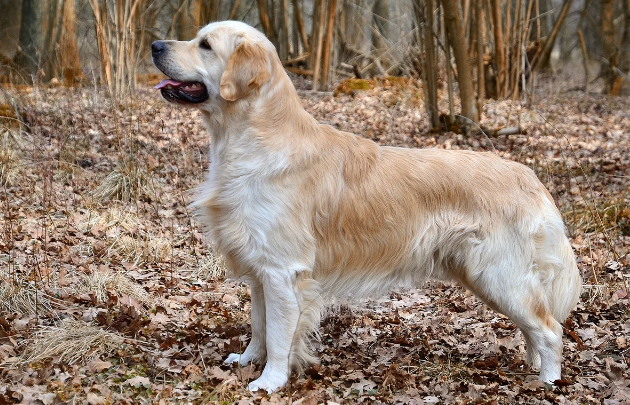 İtlərin davranışı ilə insan psixologiyası arasında genetik əlaqə aşkar edilib