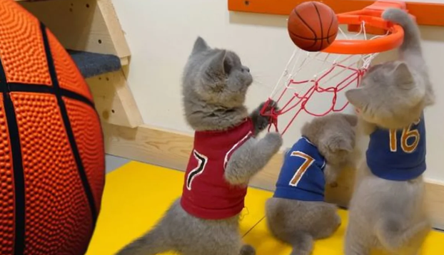 Yutuber üç aya pişiklər üçün basketbol arenası tikib