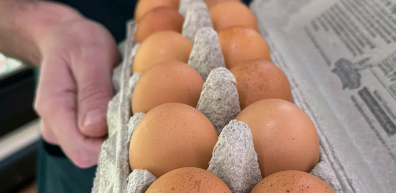 Kaliforniyada salmonella epidemiyası qeydə alınıb