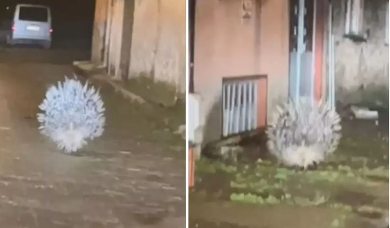 Afrikanın ən təhlükəli kirpisi Türkiyədə görüntülənib - VİDEO