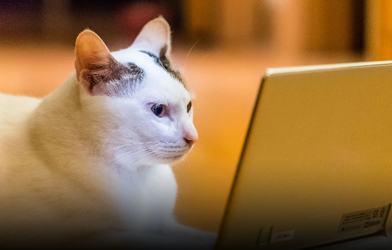 Çində ev heyvanları üçün xüsusi telekanal açılıb