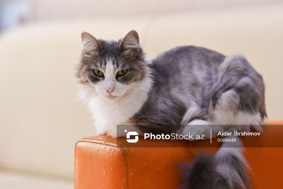 Ev pişiklərinin mənşəyi açıqlandı