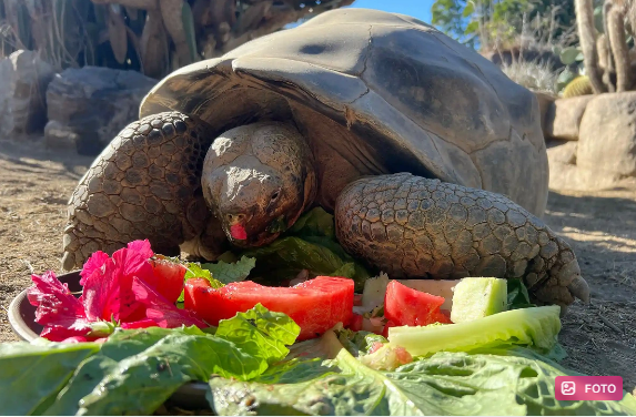ABŞ-də zooparkda 141 yaşlı Qalapaqos tısbağası ölüb