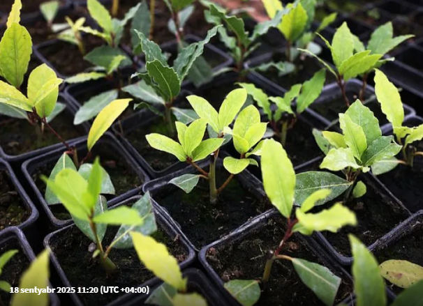 Evdar qadınlara şkaflara dəfnə yarpağı qoymaq TÖVSİYƏSİ