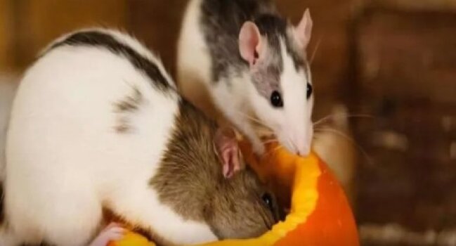 Siçovullardan insanlara keçən nadir virus aşkar edildi