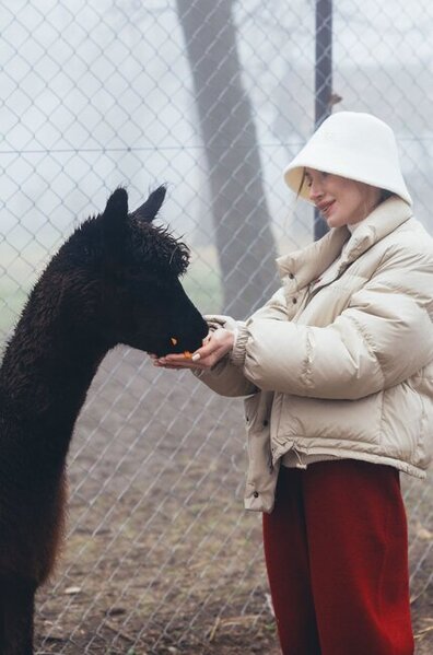Prezidentin gəlininin alpaka fermasından maraqlı - Fotoları