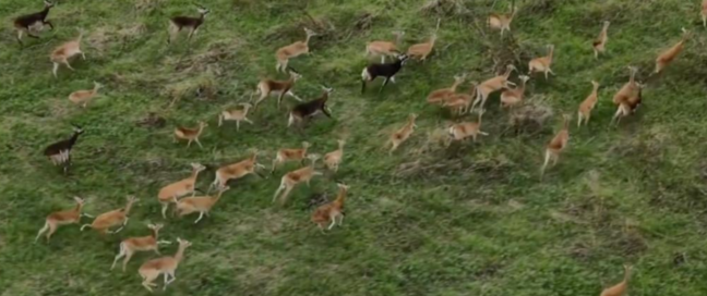 Çox az adamın görə bildiyi mənzərə: 6 milyon antilopun köçü (FOTO)