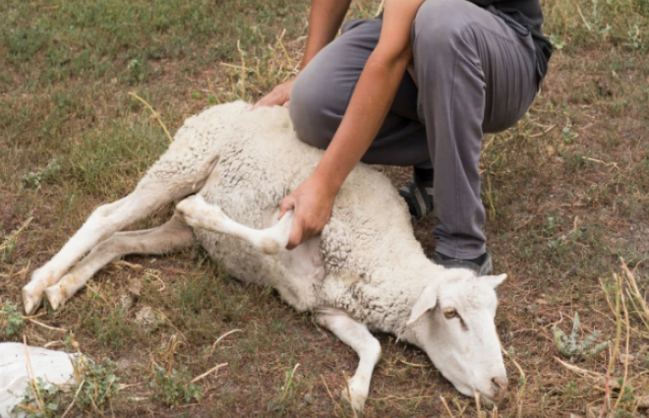 Qurban kəsərkən infarkt keçirən polis zabiti öldü