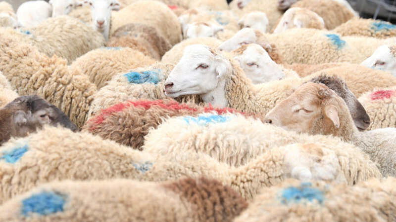 Qurbanlıq heyvanların satış və kəsim ünvanları açıqlandı