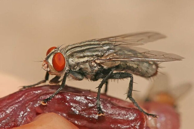 İlk dəfə insan heyvanlar üçün təhlükəli xəstəliyə yoluxdu