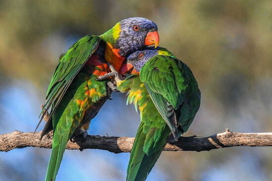 Sərxoş tutuquşular şəhəri istila etdi - FOTO