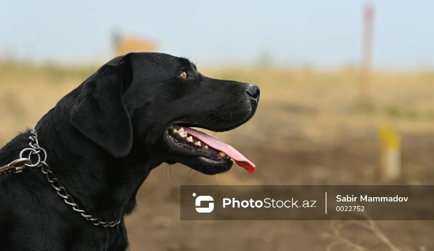 Britaniyalı qadını it yaladı, qolları və ayaqları amputasiya edildi