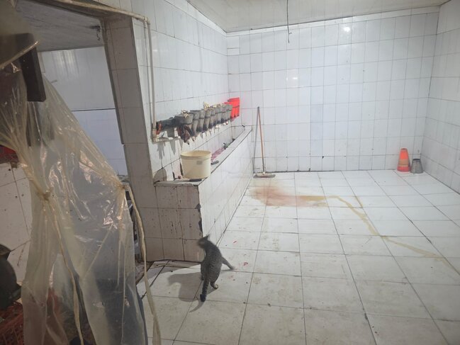 Toyuq ətini bu şəraitdə istehsal edirlərmiş - Video