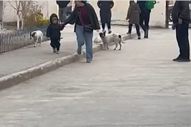 Məktəblərin qarşısındakı itlərlə bağlı açıqlama