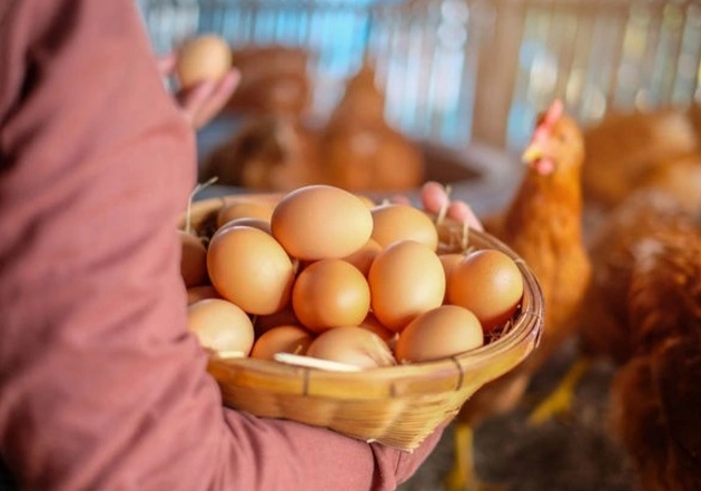 Əti ayrı, yumurtası ayrı dərd olan toyuqlar xərçəng yaradır?