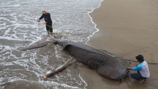 Balıqçıların toruna nəhəng balina köpəkbalığı düşdü - FOTO