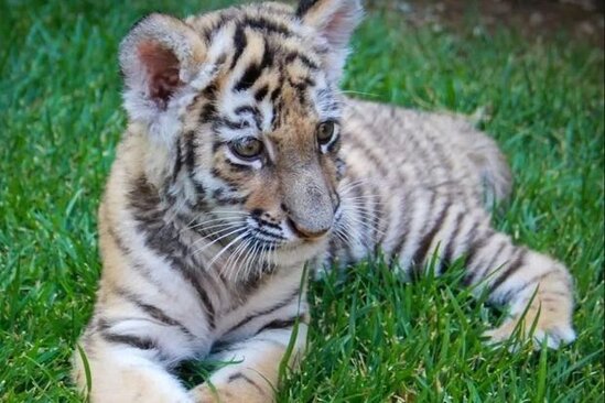 Bakı Zooloji Parkında pələng balası doğulub - FOTO