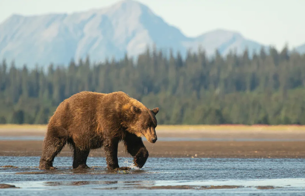 Alyaskada ayı iki hərbçiyə hücum edib