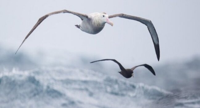 Dünyanı 46 günə dövr edən quş növü - Tək qorxuları insanlardır