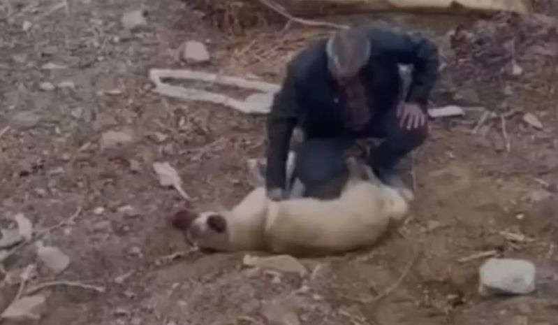 Bir kişi ürəyi dayanan iti masajla xilas etdi