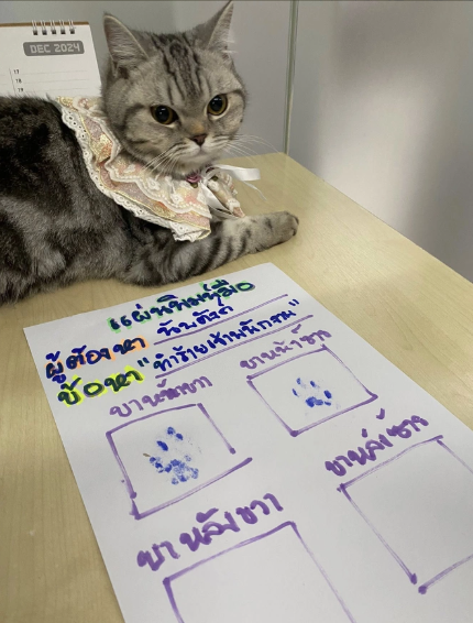 Polisə hücum edən pişik həbs olundu, pəncə izləri alındı