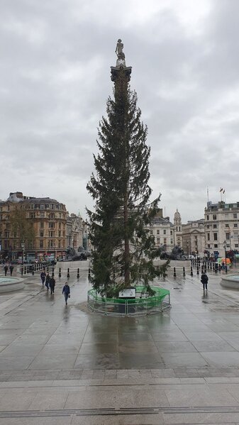 Norveçin Londona hədiyyə etdiyi bu "yolka"nı LAĞA QORDULAR - FOTO