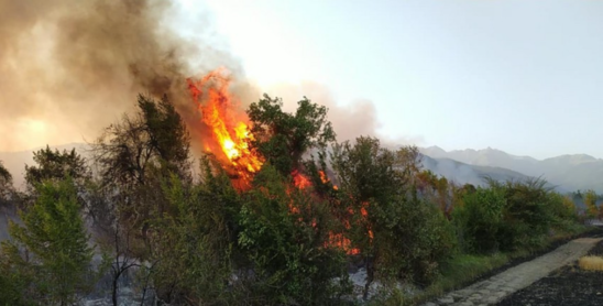 Oğuzda taxıl sahəsi və meşədə baş verən yanğın söndürülüb – YENİLƏNİB+FOTO