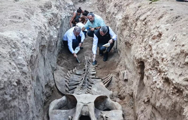 Fin balinasının skeleti qazılaraq üzə çıxarıldı