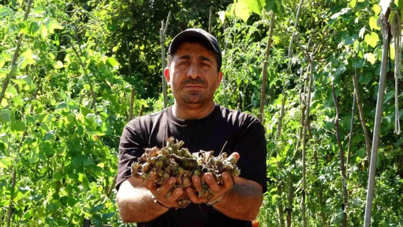 Fındıqlarının oğurlandığını düşünən fermer kamerada görün nə gördü