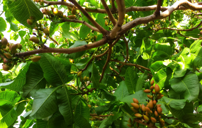 53 yaşlı kişi fıstıq ağacından yıxılaraq yaralandı