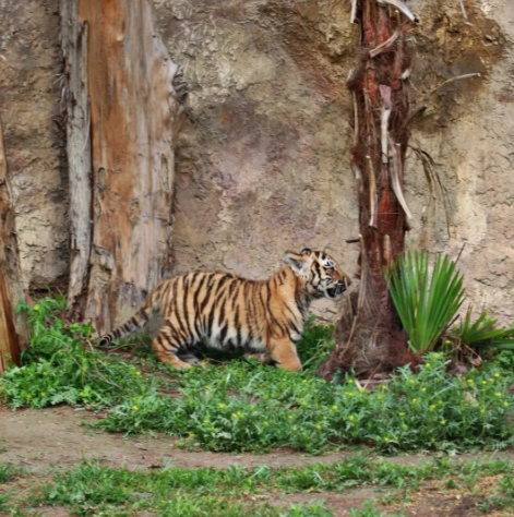 Bakı Zooparkında pələng balaları doğuldu - Adlarını siz qoyun
