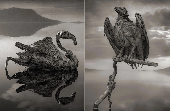 Planetin ən qorxunc yerlərindən biri - Heyvanları "DAŞA ÇEVİRƏN" göl