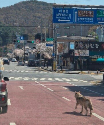 Şəhərdə "yırtıcı" həyəcanı - tunel qazıb qaçan canavar panikaya səbəb oldu
