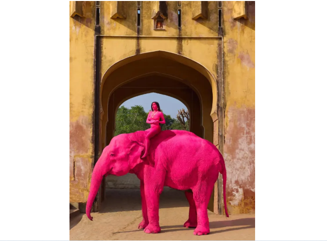 Çəkiliş üçün çəhrayı rəngə boydaılan fil öldü: Dünya ayağa qalxdı! - VİDEO