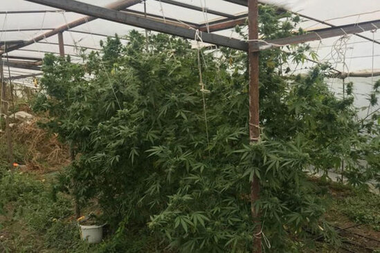 Bərdədə çətənə bitkisinin kultivasiyası ilə məşğul olan şəxs saxlanılıb – FOTO