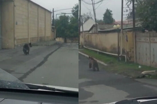 AMEA-nın əməkdaşından ayı AÇIQLAMASI: "Canlıların ən qorxuncu insandır" - VİDEO