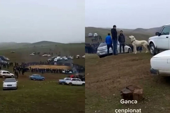 Göygöldə İT DÖYÜŞLƏRİ - DİN nəzarətə götürdü- VİDEO