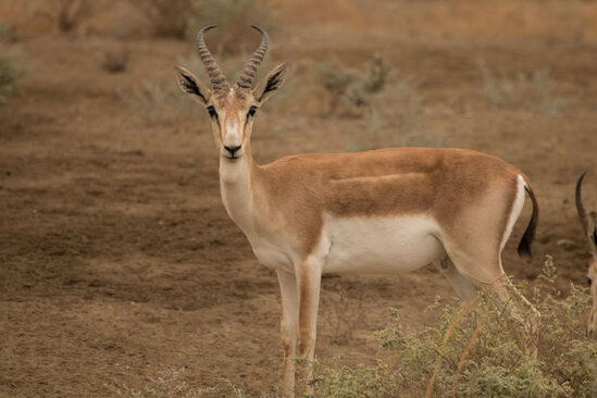 Azad olunan ərazilərə ceyranlar nə vaxt buraxılacaq? – RƏSMİ
