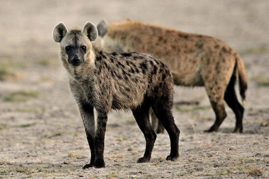 Koronavirus kaftarlara da keçdi