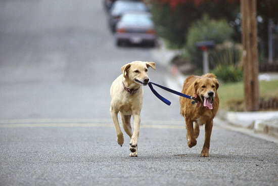 Məhbuslara it veriləcək