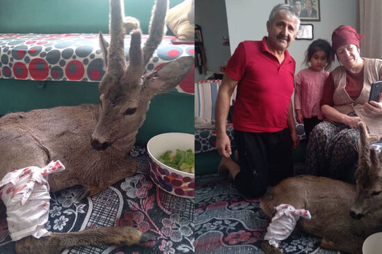 Yaralı cüyürü evinə gətirib ona qayğı göstərdi - VİDEO