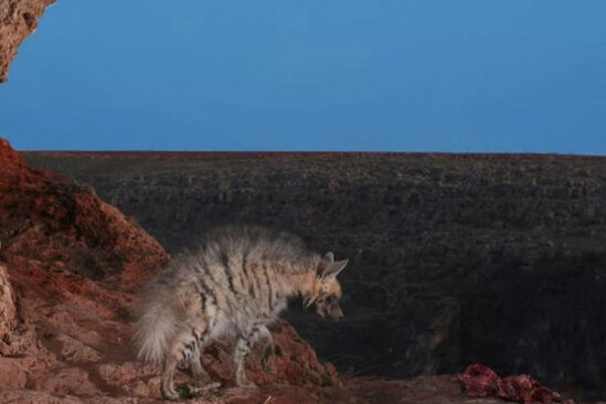 Fotoqraf nəsli kəsilməkdə olan qorxunc yırtıcının fotolarını çəkdi
