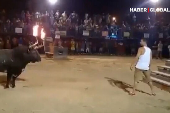 Buynuzları yanan öküz matadora ciddi xəsarət yetirdi - VİDEO