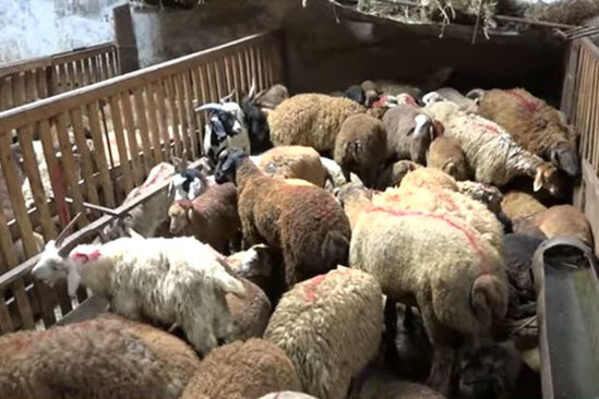 Qurbanlıq heyvanların onlayn satışına start verildi – VİDEO