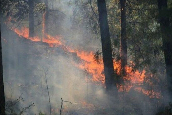 Bakıda ağaclıq ərazidəki yanğın söndürülüb - YENİLƏNİB