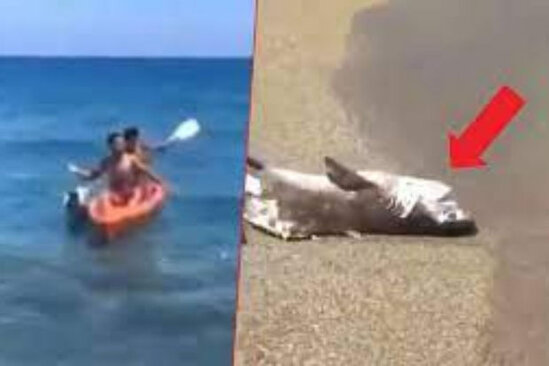 Ölü köpəkbalığı adamları qorxutdu - VİDEO
